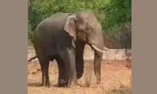 Elephant kills one in Ranchi residential area, panic grips locals