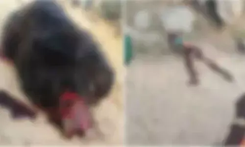 Man killed in bear attack near Halasagara; enraged villagers beat animal to death