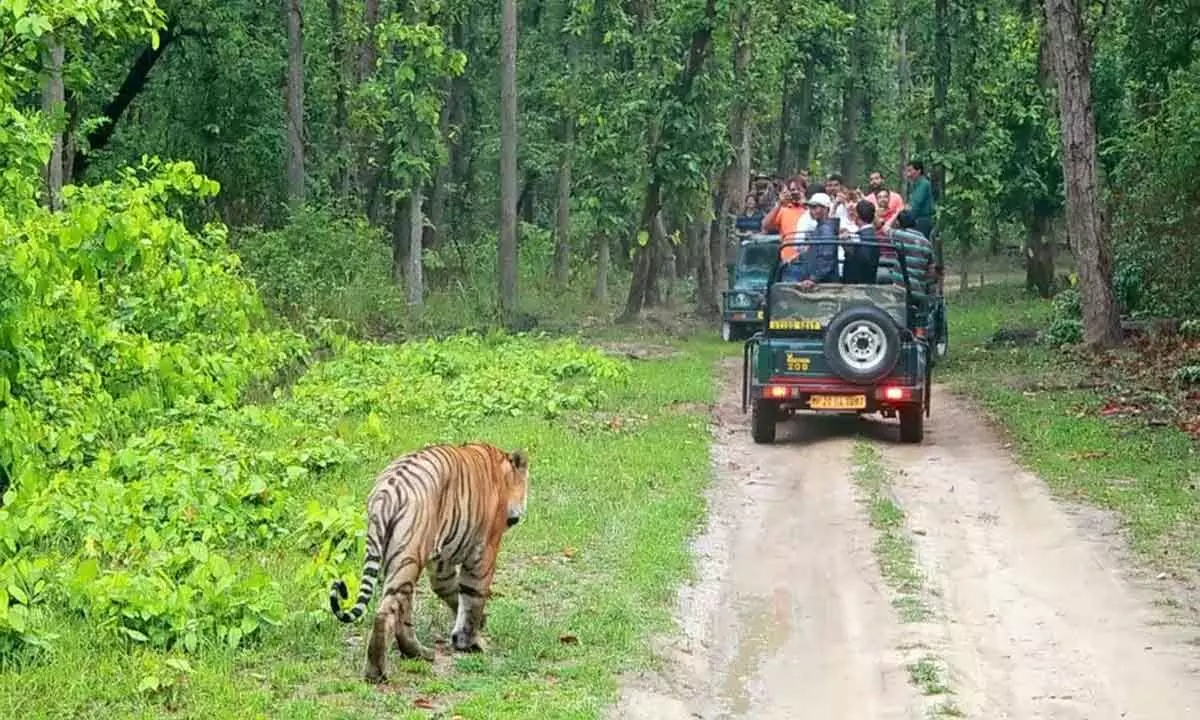 AI-powered surveillance cameras to monitor Bandipur Tiger Reserve AI-powered surveillance cameras to monitor Bandipur Tiger Reserve