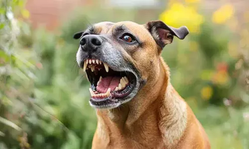 Representational Image