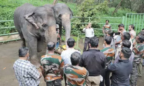 Govt sets up elephant task force for Mangaluru division