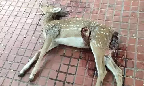 Deer found dead near Alipiri toll plaza, leopard movement suspected