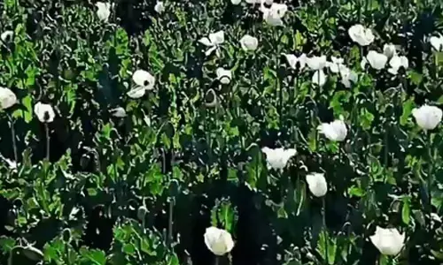 Pakistan: Locals worried as Balochistan becomes new hub for poppy cultivation
