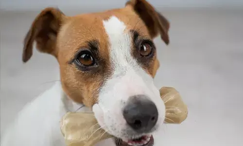 The Role of Protein in Supporting Strong and Healthy Dogs