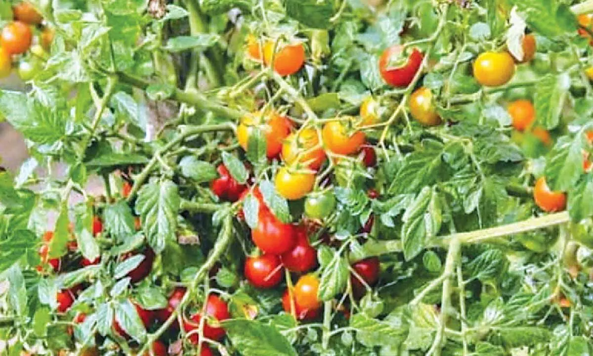 Tomato prices crash to Rs 2 per kg Tomato prices crash to Rs 2 per kg