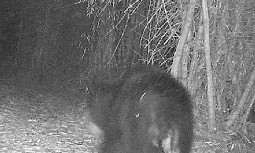 Wildlife thriving in Khammam forests