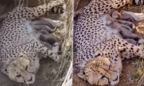 Namibian cheetah Jwala gives birth to five cubs at Kuno, India born tally rises to 33