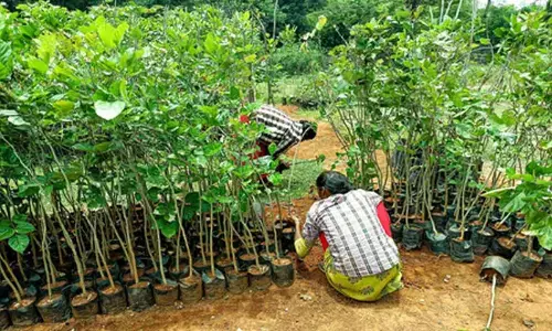 TN moves to measure climate impact of urban tree planting