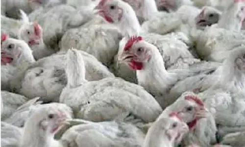 AP poultry farmers alerted after chicken deaths in TG