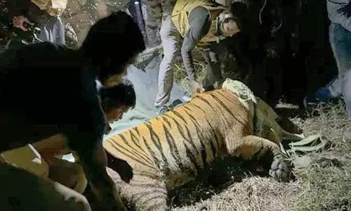 Satellite-collared tiger enters Rajavommangi forest range