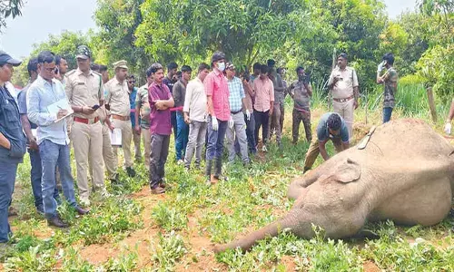 Illegal electric snares kill two elephants near Talakona reserve forest