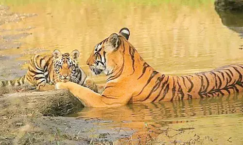 Strayed tiger returns to Ranthambore; concerns over territorial pressures linger