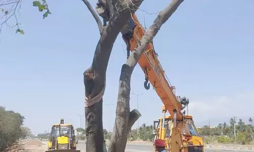 Tree transplantation procedure to strengthen documentation