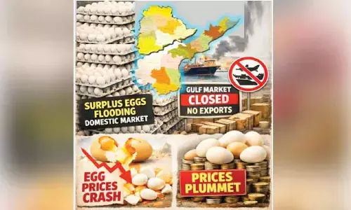 West Asia war disrupts egg exports; prices crash