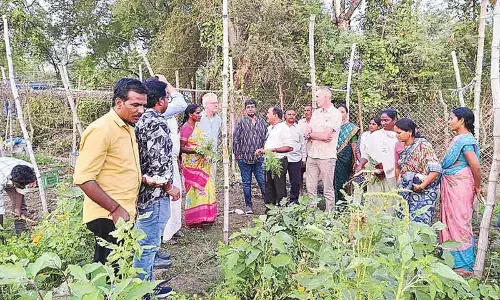Netherlands delegation studies natural farming