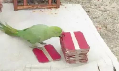 Parrot astrologer cheats IT officer of rs 35 lakh jewellery