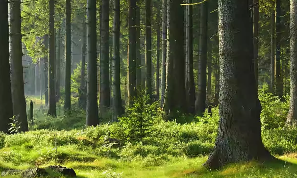 Residents Rally to Save Kadugodi Reserve Forest, Bengaluru’s ‘Lung Space’ Residents Rally to Save Kadugodi Reserve Forest, Bengaluru’s ‘Lung Space’