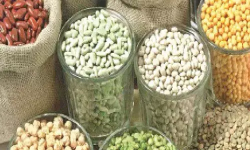 Centre to buy 1.25 L tonnes of pulses from TG