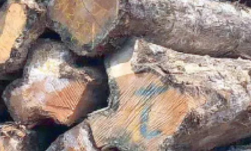 Temples in State gear up to stock wooden logs for ‘prasad’
