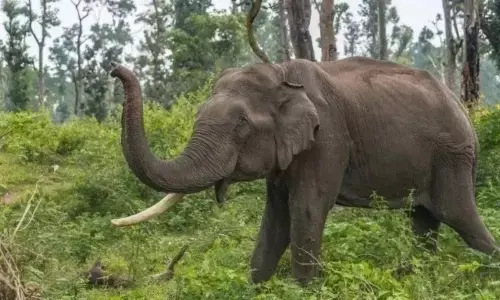 Coffee planter killed in elephant attack in Kodagu, third death in days sparks concern