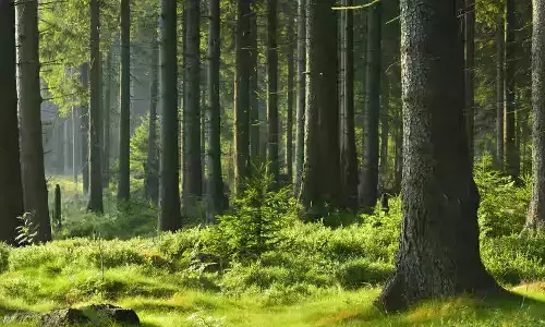 Residents Rally to Save Kadugodi Reserve Forest, Bengaluru’s ‘Lung Space’