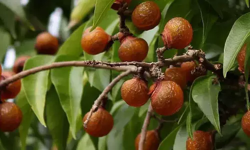 Nature’s Soap: The Wild Fruits That Clean Like Detergent