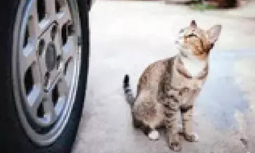 Your cat is likely to live longer if you don’t let them roam: Study