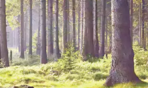 Residents rally to save Kadugodi Reserve Forest