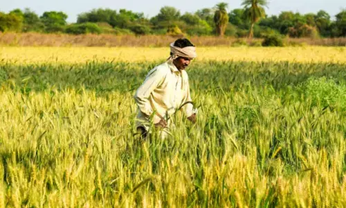 Maha govt issues advisory for farmers about thunderstorms and squalls, from March 17-20