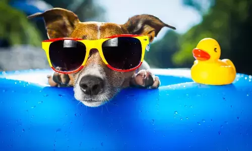 Keeping Pets Safe When Temperatures Soar