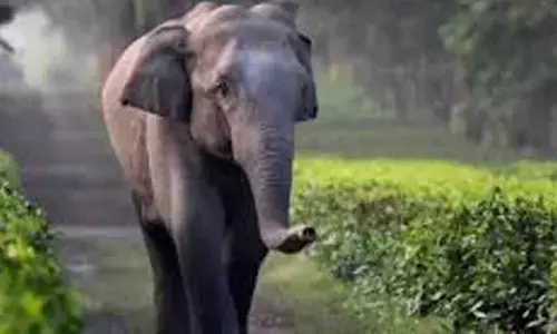 Representational Image