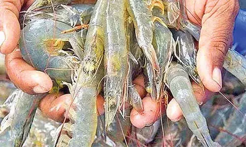 West Asia conflict hits shrimp farmers in Godavari region