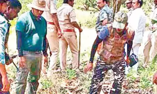 Elusive tiger sparks terror