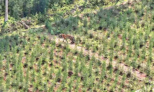 High alert as tiger moves near Annavaram