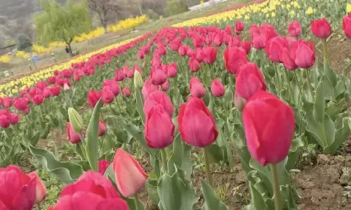 Omar opens Asia’s largest tulip garden for visitors