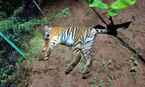 Tiger electrocuted in Chamarajanagar farmland, probe underway Tiger electrocuted in Chamarajanagar farmland, probe underway