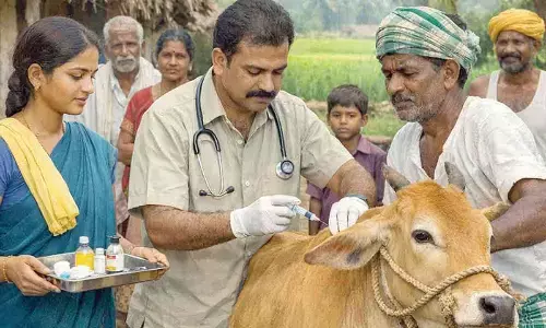 Free FMD vaccination drive for cattle in state
