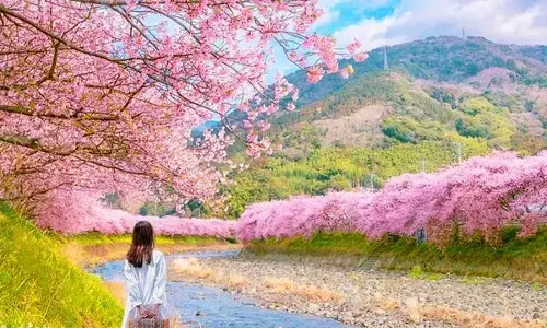 Japan, S Korea preferred for spring travel