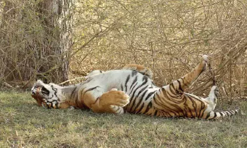 Illegal electric fence claims life of young tigress