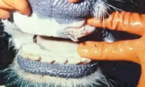 Raj to vaccinate 2 cr cattle heads