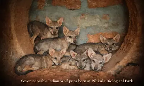 Indian Wolf ‘Geetha’ Delivers Seven Pups at Pilikula in Breeding Milestone