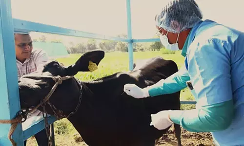 Gujarat cuts spread of foot and mouth disease to 3 pc as vaccination drive boosts herd immunity