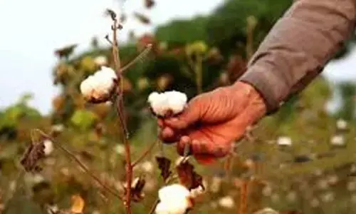 Centre approves MSP funding for cotton farmers