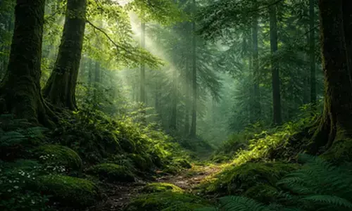 India’s expanding forests and biodiversity tell a lesser-known green story