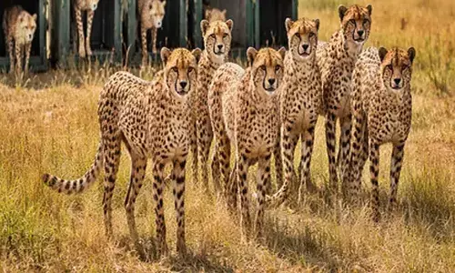 9 cheetahs complete quarantine at MPs Kuno, reported to be fit 9 cheetahs complete quarantine at MPs Kuno, reported to be fit