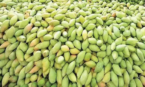Farmers seek govt vigil as mango season approaches