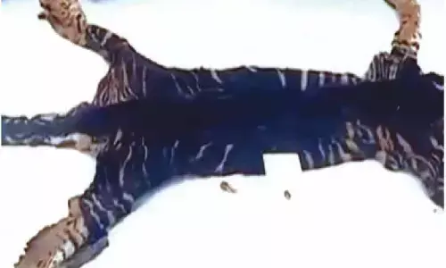 Black tiger skin seized in Similipal