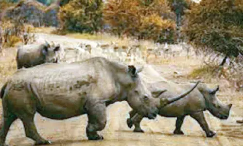 3 rhinos released into open forests of Dudhwa