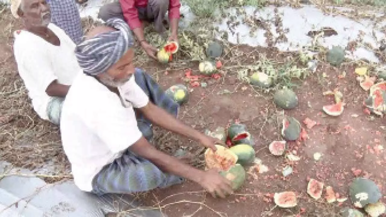 Hailstorm devastates watermelon crops in Gadag Hailstorm devastates watermelon crops in Gadag