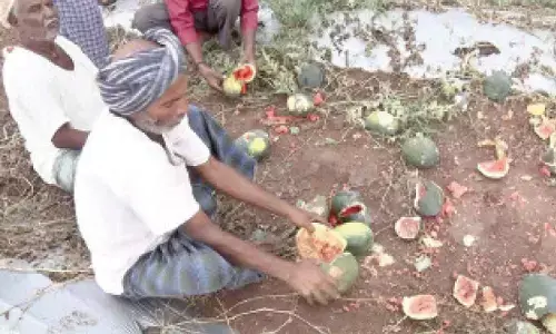 Hailstorm devastates watermelon crops in Gadag Hailstorm devastates watermelon crops in Gadag